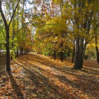 в парке октябрь :: Елена Шаламова