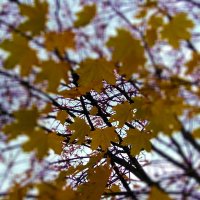 Листья жёлтые над городом кружатся ... :: Татьяна Котельникова