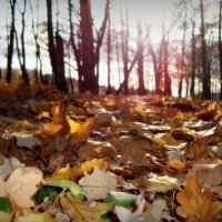 Осенние листья :: Евгения Х