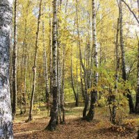 Осенний лес. :: Лариса Исаева