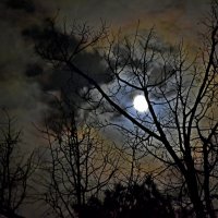 Лунная ночь :: Юрий Владимирович 34