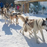 Вожак :: Алексей Коннов