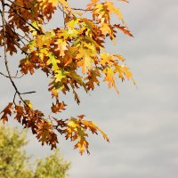 Осенние листья. :: Лариса Исаева