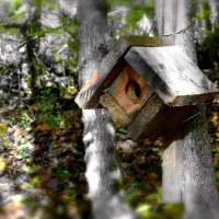 Зимний домик для пичужки :: Ольга Голубева