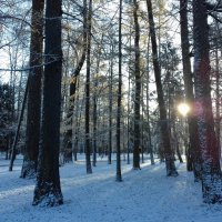 Первый снег :: Сапсан 