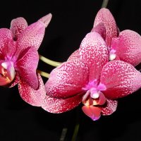 Орхидея :: Хельга G 