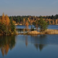 В золото одетые леса. :: Татьяна Глинская