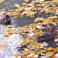 Осенний этюд-1. Плавают, плавают... листья :: Елена Викторова 
