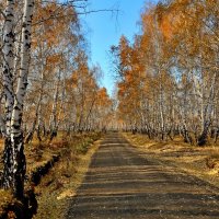 Дорога через осень :: Mikhail Irtyshskiy
