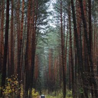 Осенняя дорога в лесу :: Александр Гавриленко