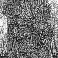 Старое дерево1 :: Алексей Виноградов