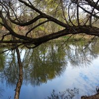 Отражение в реке Темерник :: татьяна 