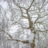 Зимний этюд с полым дубом :: Сергей Тарабара