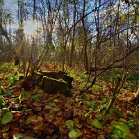 В лесу :: Наталья Лакомова