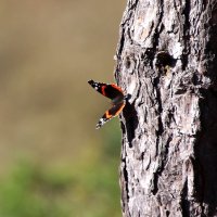 Осенняя бабочка :: Светлана Попова