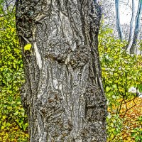 Старое дерево :: Алексей Виноградов
