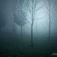 Fog\\Туман :: Вадим Есманович