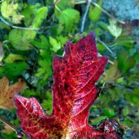 Осенний лист винограда :: Татьяна Королёва