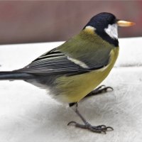 Покормите птиц зимой. :: Венера Чуйкова