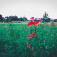Ветка красных листьев в поле :: Виктория Соболевская