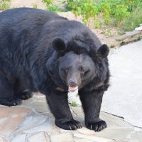 Белогрудый уссурийский медведь... :: Наташа *****
