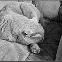 А кот мирно спал... :: Юрий Ефимов