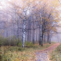 Скромная красота туманного осеннего утра :: Николай Белавин