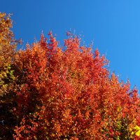 Осеннее железное дерево :: Светлана 