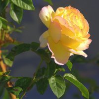 Осенняя роза :: Ольга (crim41evp)