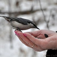 Любитель семечек :: Людмила Ковалева