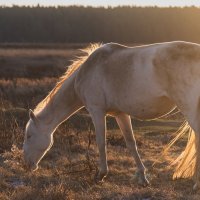 Осенний выгул на восходе солнца. :: Виктор Евстратов