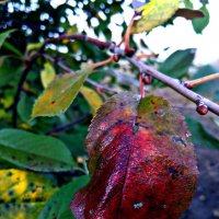 Осенний лист вишни :: Татьяна Королёва