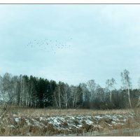 Птицы перелетные в дальний путь собрались ...... :: Алхимик .....