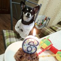 День рождения собаки. :: Sall Славик/оf