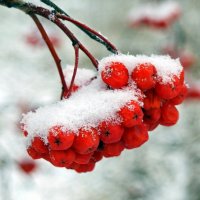 И гроздья красные рябины горят под снегом как рубины.. :: Андрей Заломленков