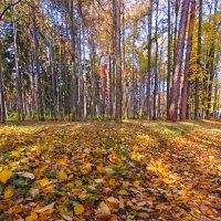 совсем недавно была осень золотая :: ИРЭН@ .