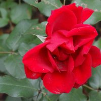 Осенняя роза... :: Тамара (st.tamara)