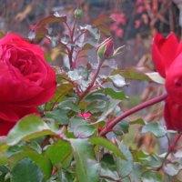 Последние розы осени :: alemigun 