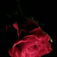 Rose in the Darkness :: Анна 