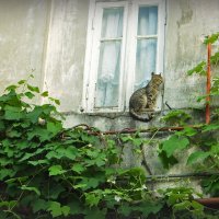 Кошка на окне :: Григорий Азатян