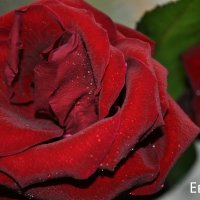 Алые розы :: Евгения Мартынова