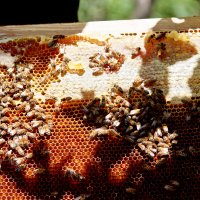 пчелы и мед :: Омар Омаров