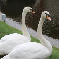 Лебеди в Гомельском парке :: Наталья Лачкова