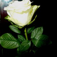 Белая роза :: Veselaay 