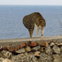 Кошки Херсонеса. Зверь. :: Дядюшка Джо