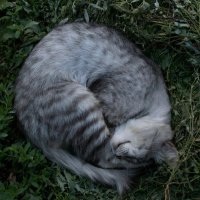 Серый кот :: Veselaay 