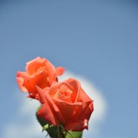 мои любимые розы :: Elena 