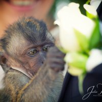 monkey :: Julia Posokhova