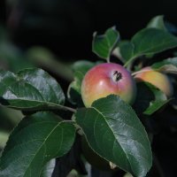 На яблочках краски осени... :: Татьяна Аистова