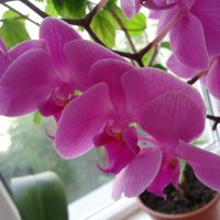 Орхидея :: Christina Batovskaya